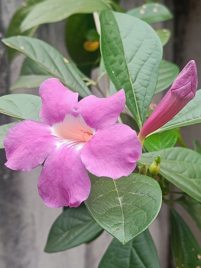 ഗ്ലോ വൈന്