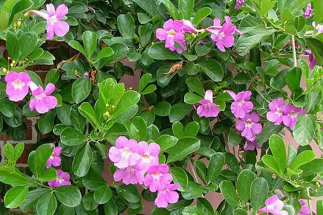ഗ്ലോ വൈന്
