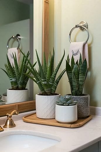 indoor plants
