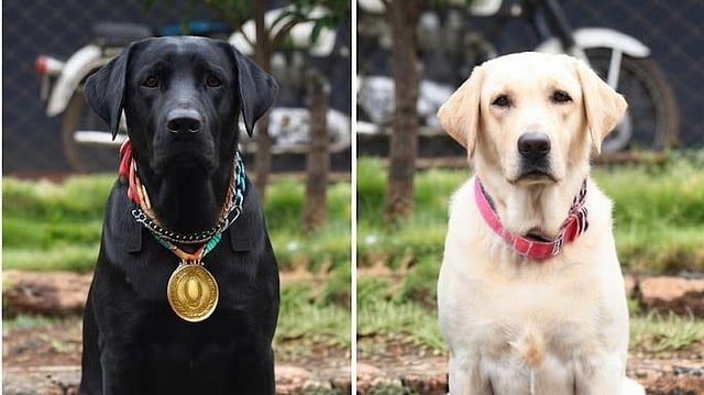 സുരക്ഷാവഴികളിലെ വിശ്വസ്തർ പടിയിറങ്ങുന്നു: കാസർകോട് ജില്ലാ പൊലീസ് K9 സ്ക്വാഡിലെ 'ബഡ്ഡി'ക്കും 'കാമി'ക്കും വിരമിക്കൽ