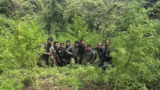 അട്ടപ്പാടിയിൽ വൻ കഞ്ചാവ് വേട്ട: ഉൾവനത്തിൽ 7,300-ഓളം കഞ്ചാവ് തൈകൾ നശിപ്പിച്ചു