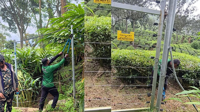 ചിന്നക്കനാലിൽ അനധികൃത വൈദ്യുത വേലികൾ പൊളിച്ചുനീക്കി; ആനത്താരകൾ പുനഃസ്ഥാപിച്ചു