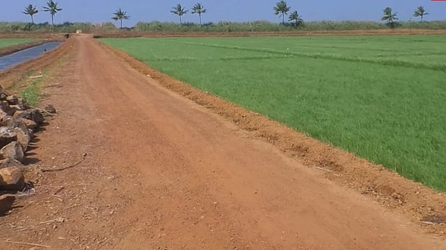 ഏഷ്യയിലെ ഏറ്റവും ഉയരം കൂടിയ കൊമ്പൻ ചവിട്ടി ഉറപ്പിച്ച വിസ്മയ വരമ്പ്: പുല്ലഴി കോൾപ്പാടത്തിന്റെ ജീവനാഡിയായി ചെങ്ങല്ലൂർ രംഗനാഥൻ ബണ്ട്