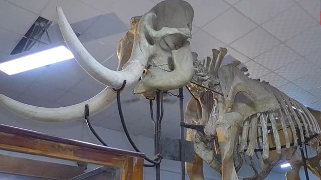Chengalloor Ranganathan Skelton