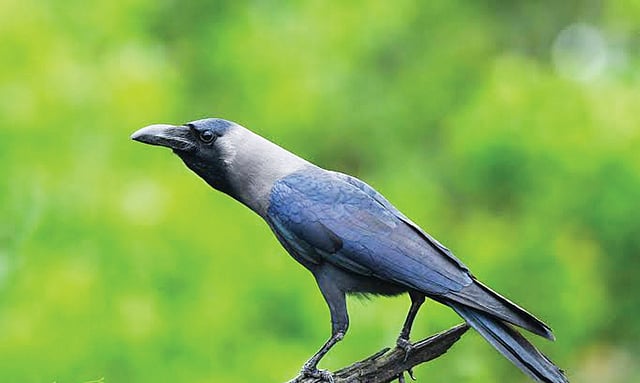 നമ്മുടെ കാക്ക, നമ്മൾ അറിയാത്ത ലോകം
