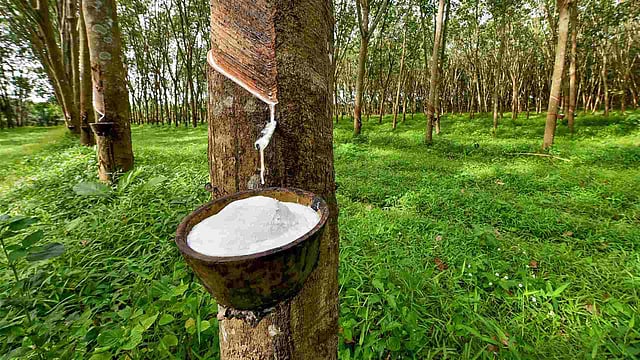 മരത്തിന് 50 സെ.മീറ്ററെങ്കിലും വണ്ണം എത്തുമ്പോള് മാത്രമേ ടാപ്പിങ് ആരംഭിക്കാവൂ
