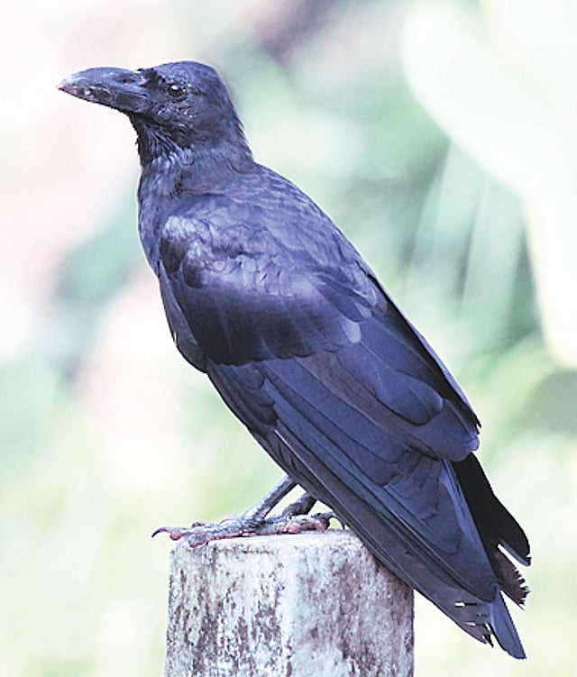 പഞ്ചാബ് റാവേന്