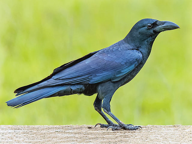 ബലിക്കാക്ക