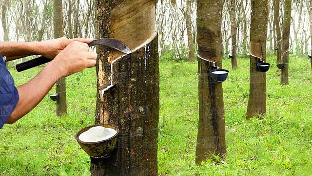 റബര്‍ കര്‍ഷകര്‍ ഉറക്കമിളയ്‌ക്കേണ്ട; 'ടാപ്പിങ് വൈകിട്ടാക്കിയാല്‍ പാല്‍ കൂടുതല്‍ കിട്ടും'