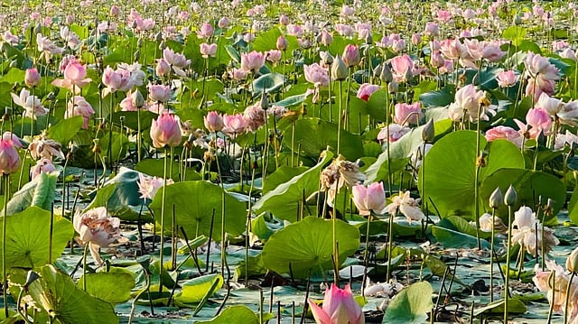 Thirunavaya Lotus Farming Crisis