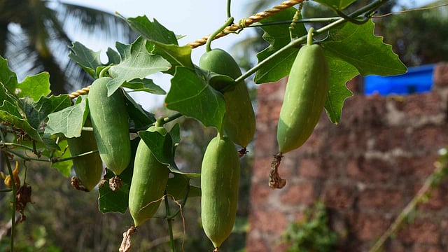 വീട്ടുപറമ്പിലും മികച്ച വരുമാനം: കോവല് കൃഷി ചെയ്യാം എളുപ്പത്തില്