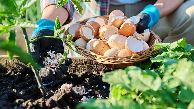 egg shell