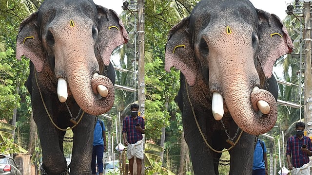 ആനയ്ക്ക് ഇടിമിന്നലേറ്റു; കൊമ്പന്‍ പല്ലാട്ട് ബ്രഹ്മദത്തന്‍ ചരിഞ്ഞു 