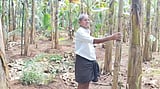 കണ്ണാറ ഗവേഷണ കേന്ദ്രത്തിൽ നിന്ന് വാങ്ങിയ ചങ്ങാലിക്കോടൻ ടിഷ്യുകൾച്ചർ വാഴകൾ ചതിച്ചു: 81-കാരനായ കർഷകന് പതിനായിരങ്ങളുടെ നഷ്ടം