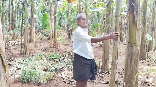 കണ്ണാറ ഗവേഷണ കേന്ദ്രത്തിൽ നിന്ന് വാങ്ങിയ ചങ്ങാലിക്കോടൻ ടിഷ്യുകൾച്ചർ വാഴകൾ ചതിച്ചു: 81-കാരനായ കർഷകന് പതിനായിരങ്ങളുടെ നഷ്ടം