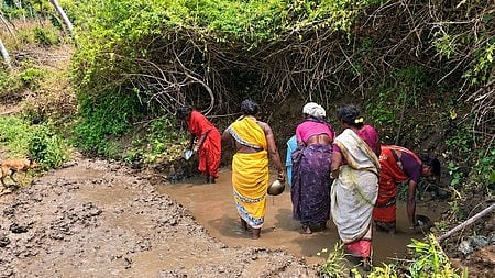 ചിന്നാറിൽ രൂക്ഷമായ ജലക്ഷാമം: ഗോത്ര കുടികളിലെ പരമ്പരാഗത റാഗി കൃഷി നിലച്ചു; മുതുവാൻ കുടുംബങ്ങൾ പട്ടിണി ഭീഷണിയിൽ