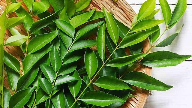 മുടികൊഴിച്ചിൽ കുറയ്ക്കാൻ കറിവേപ്പില; എണ്ണ തയ്യാറാക്കേണ്ടത് എങ്ങനെ?