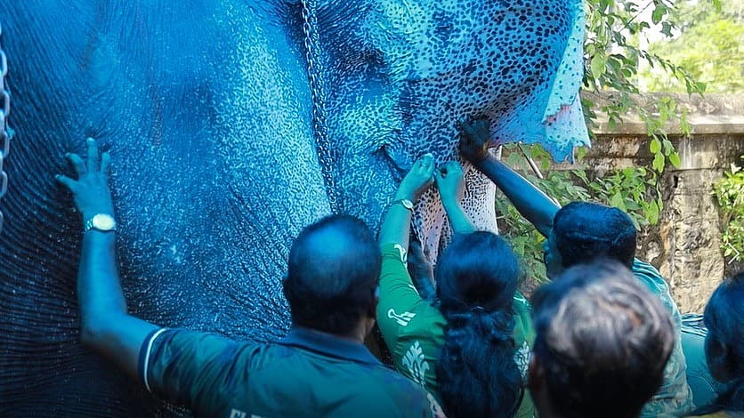 നാട്ടാനകൾക്ക് സമഗ്ര മെഡിക്കൽ പരിശോധനയും ഹെൽത്ത് കാർഡും; ആദ്യ ക്യാമ്പ് തൃശൂർ വടക്കുംനാഥനിൽ