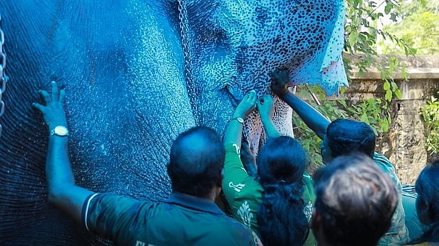 നാട്ടാനകൾക്ക് സമഗ്ര മെഡിക്കൽ പരിശോധനയും ഹെൽത്ത് കാർഡും; ആദ്യ ക്യാമ്പ് തൃശൂർ വടക്കുംനാഥനിൽ