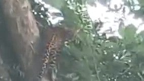 നെന്മാറയിൽ ജനവാസ മേഖലയിൽ പുലിയും രണ്ട് കുട്ടികളും; കാട്ടിലേക്ക് തുരത്താൻ വനംവകുപ്പ് ശ്രമം|VIDEO