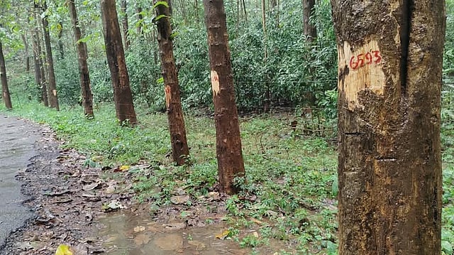 സോളാർ വേലിക്കായി 20,000 മരങ്ങൾ മുറിക്കാൻ നീക്കം; ചാലക്കുടി ഡിവിഷനിലെ വനനിയമലംഘനങ്ങൾക്കെതിരെ സുപ്രീം കോടതി സമിതിയുടെ ഇടപെടൽ