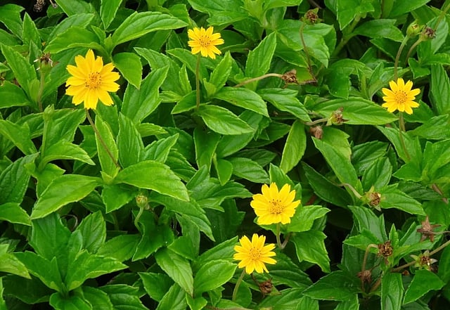 സിംഗപ്പൂര് ഡെയ്സി