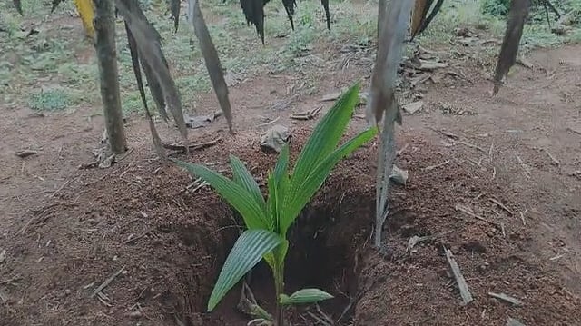 സ്വപ്നഭൂമിയിൽ പൊന്നുവിളയിക്കാൻ അരൈകാപ്പിലെ കർഷകർ; മാരാംകോട് പച്ചപ്പുണർത്തി കൃഷിത്തോട്ടങ്ങൾ
