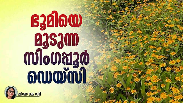 പ്രകൃതിക്കു ഭീഷണിയൊരുക്കുന്ന മഞ്ഞവസന്തം