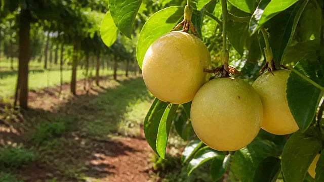 പൂവിട്ട് 80-90 ദിവസങ്ങള്ക്കുള്ളില് കായകള് പഴുക്കാന് തുടങ്ങും