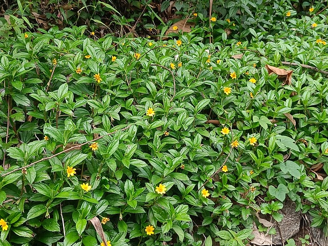സിംഗപ്പൂര് ഡെയ്സി