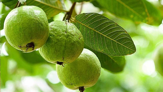 തൈ നട്ട് രണ്ടാം വര്‍ഷം മുതല്‍ ലാഭം നേടാം; പേരയ്ക്ക കൃഷിയിലൂടെ വരുമാനവും ആരോഗ്യവും