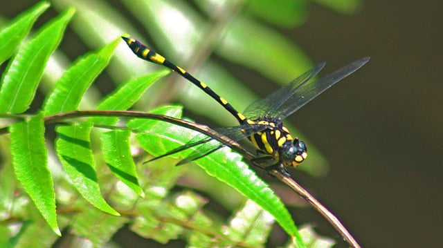 Kodagu Clubtail