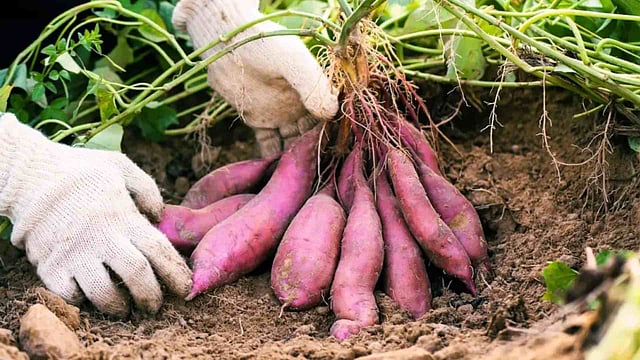 sweet potato