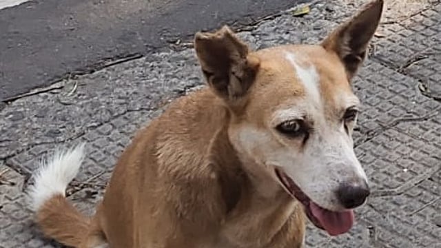 Pet Dog Raziya