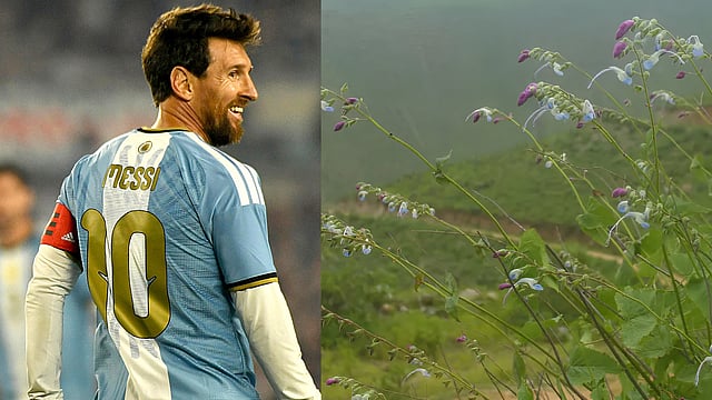 കണ്ടാൽ അർജന്റീന ജേഴ്സി പോലെ; പുതിയ സസ്യം 'സാൽവിയ മെസി'! 