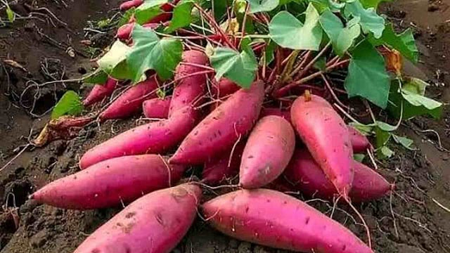 sweet potato