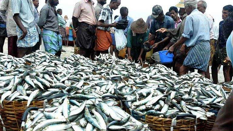 കേരള തീരത്ത് നിന്ന് അപ്രത്യക്ഷമായത് 15 ഇനം മീനുകള്‍, മത്തിയും അയലയും പേരിന് മാത്രം