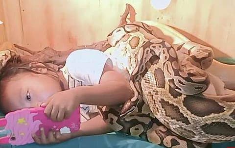 പെരുമ്പാമ്പുകൾ ചുറ്റി വരിഞ്ഞു, കൂസലില്ലാതെ കാർട്ടൂൺ ആസ്വദിച്ച് കുട്ടി; നടുക്കുന്ന വീഡിയോ 