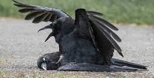 bird flue H5N1 has been confirmed in Kannur Iritty