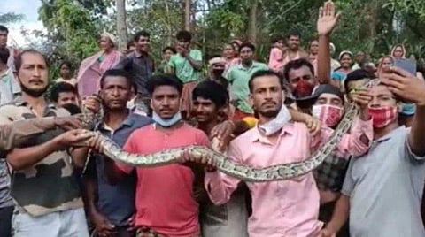 പെരുമ്പാമ്പിനൊപ്പം സെൽഫിയെടുക്കാൻ തിക്കും തിരക്കും; ലോക്ക്ഡൗൺ ലംഘനം