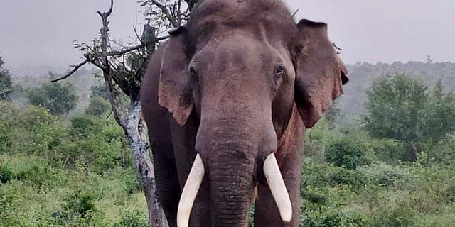 വാളയാറിൽ കാട്ടാന ആക്രമണം