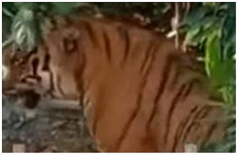 മേയാന്‍ വിട്ട പശുക്കിടാവിനെ കൊന്നു; വയനാട്ടില്‍ വീണ്ടും കടുവ?