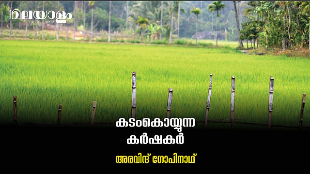 Paddy Field
