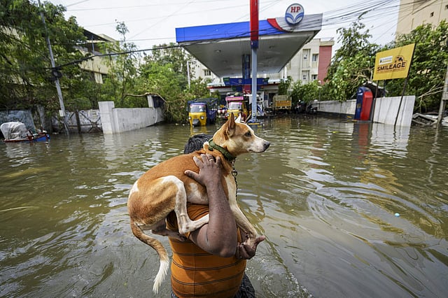 വളര്ത്തുനായയോടുള്ള കരുതല്/ പിടിഐ