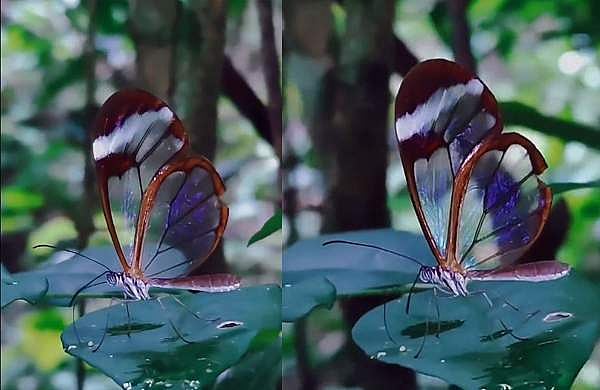 ചിറകുകൾ കണ്ണാടിച്ചില്ലു പോലെ സുതാര്യം; ഗ്ലാസ്വിങ് ചിത്രശലഭം, അപൂർവ കാഴ്‌ച, വിഡിയോ