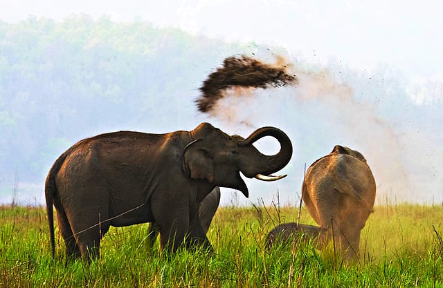 ഫോട്ടോ: എസ് വിനയകുമാര്