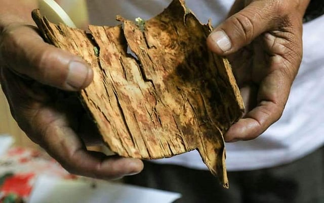 സിങ്കോണ മരത്തിന്റെ തോൽ