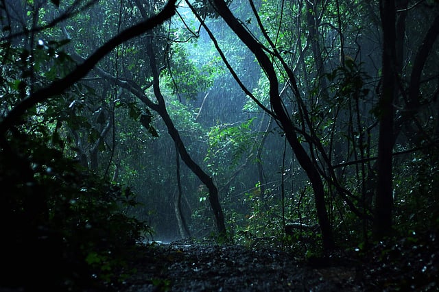 നീലിയാർക്കോട്ടം
