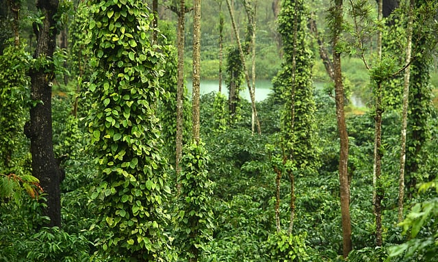 കുരുമുളക്