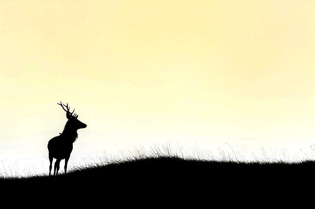 Story image